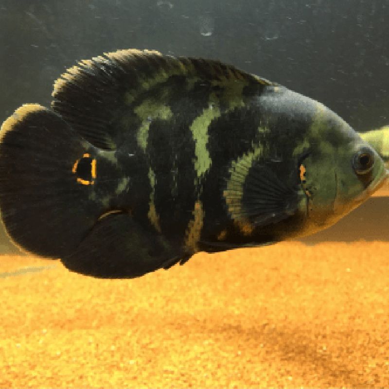 Astronotus Rouges tigrés-Oscar 5-6cm lot de 2