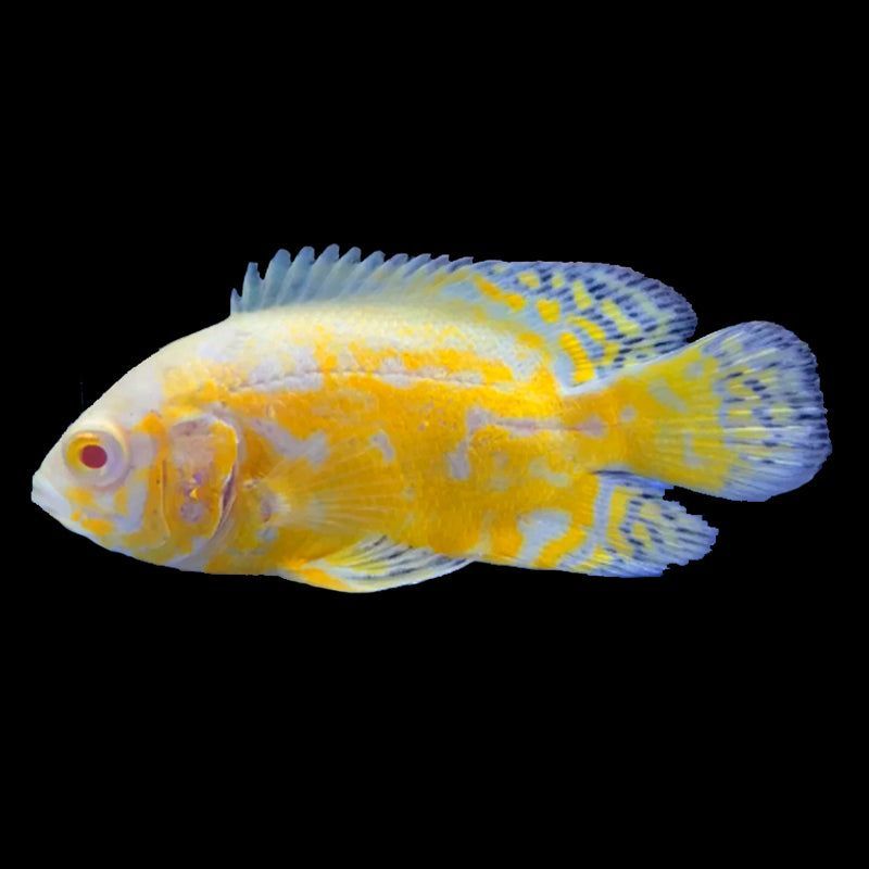Astronotus Lemon Oscar 5-6 cm