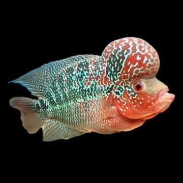 Flower Horn super red 8-10cm 