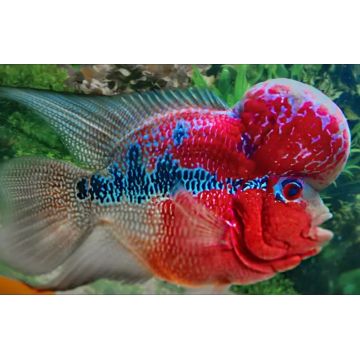 Flower Horn red/Blue  12-15 cm grade AAA