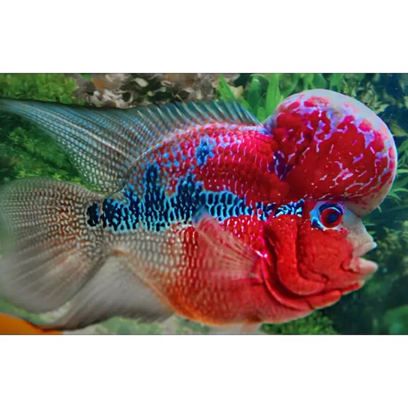 Flower Horn red/Blue  8-9 cm grade A Flower Horn red/Blue  8-9 cm grade A