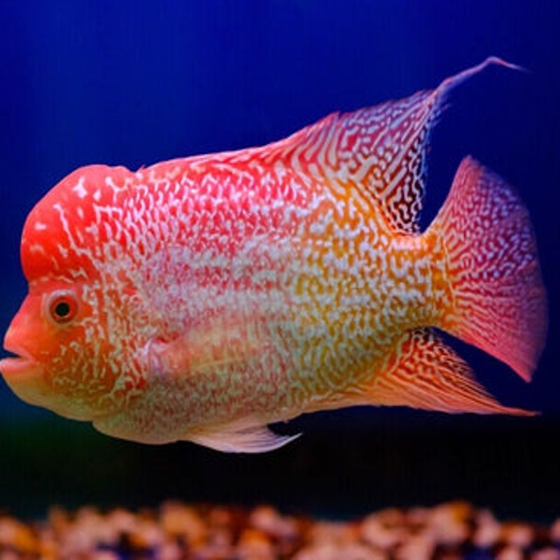 Flower horn gold 8-10cm