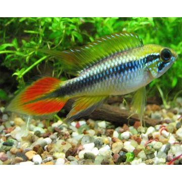 Apistogramma Agassizii Double Red 3-4 Cm le couple