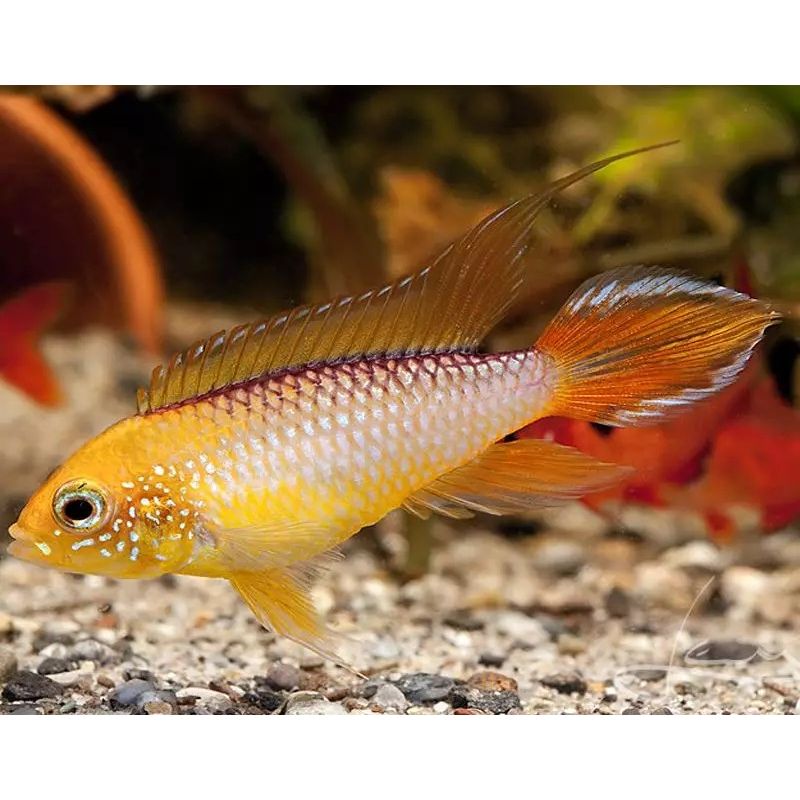 Apistogramma Agassizii Rood/Goud