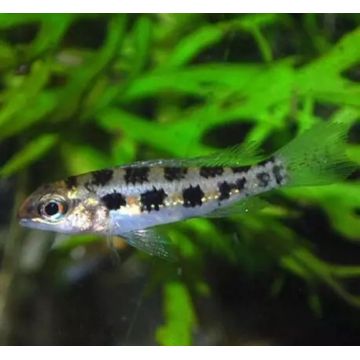 Dicrossus filamentosus sauvages