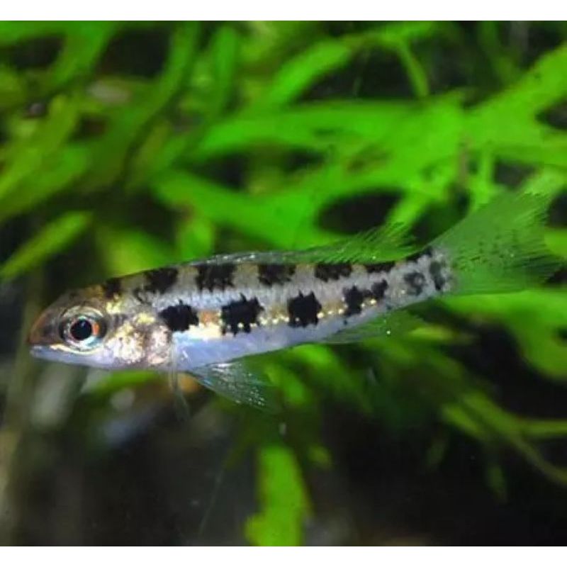 Dicrossus filamentosus sauvages 4-5 cm