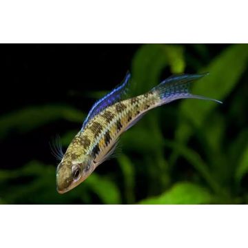 Dicrossus filamentosus wild