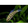 Dicrossus filamentosus sauvages 2-3 cm lot de 2