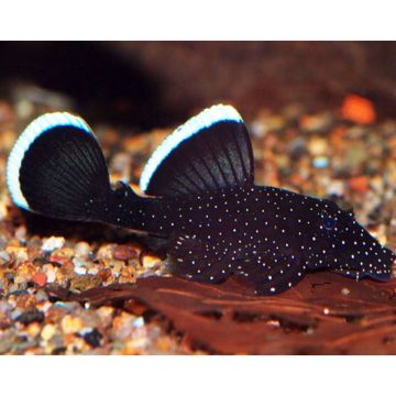 Ancistrus white seam starlight 4-5cm