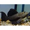 Polkadot cactus L097 8-10cm