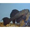 Polkadot cactus L097 8-10cm