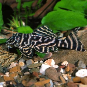 L270 hypancistrus sp chocolate