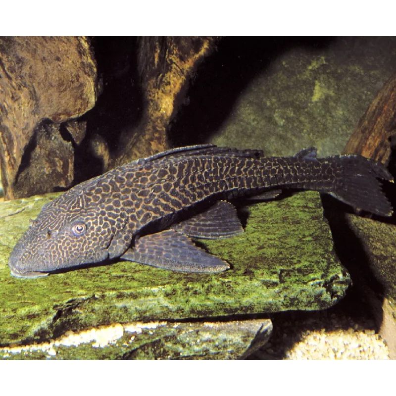 Hypostomus Plecostomus - nettoyeur de vitres 6-8 cm 6,50 € Hypostomus Plecostomus - nettoyeur de vitres 6-8 cm 6,50 €