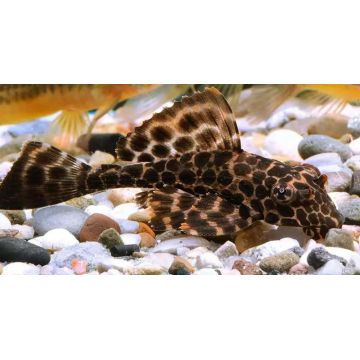 Pterygoplichthys Gibbiceps - Pléco voilés 6-8cm