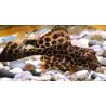 Pterygoplichthys Gibbiceps - Pléco voilés 8-10 cm lot de 2