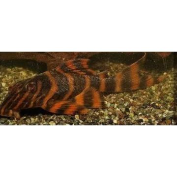 L306 - Panaqolus Claustelifer