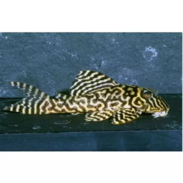 L401 - Hypancistrus Sp Rio Curua