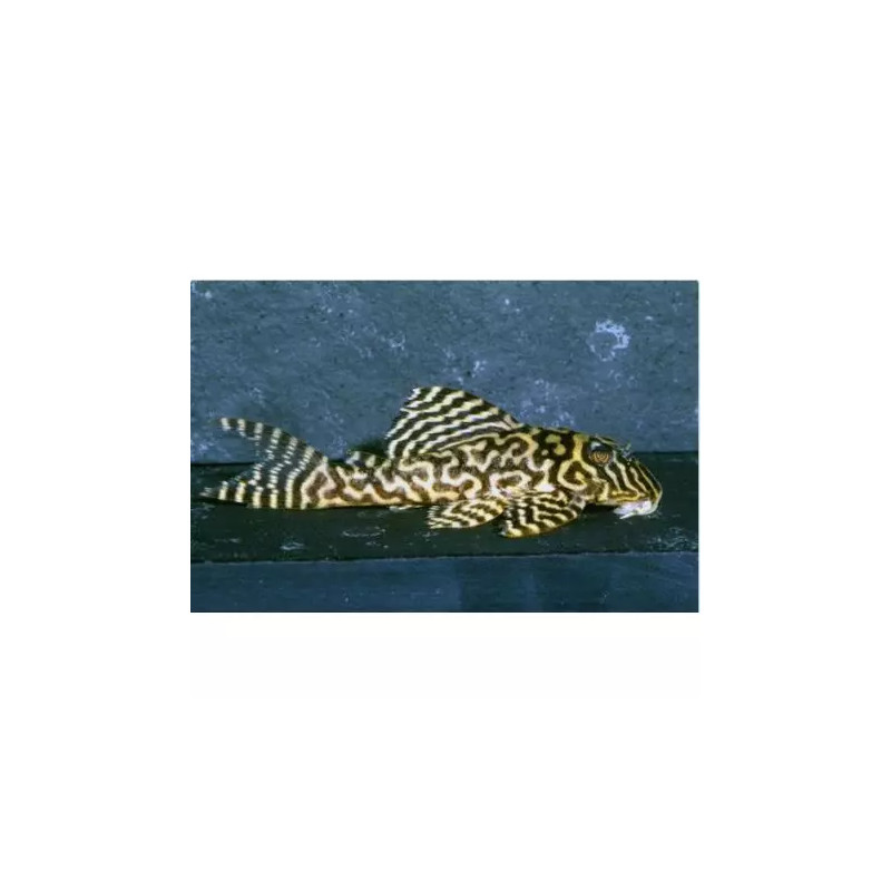 L401 - Hypancistrus Sp Rio Curua