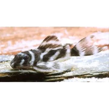 L500 - Hypancistrus Sp Rio Uatuma