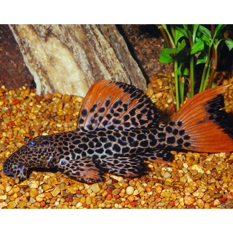 L114 Pseudacanthicus leopardus 3-5 cm L114 Pseudacanthicus leopardus 3-5 cm