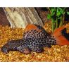 L114 Pseudacanthicus leopardus 3-5 cm