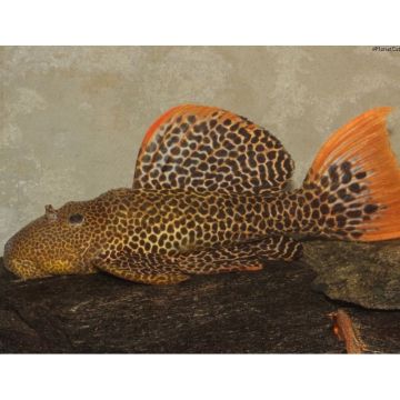L114 Pseudacanthicus leopardus 3-5 cm