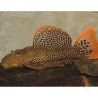 L114 Pseudacanthicus leopardus 3-5 cm
