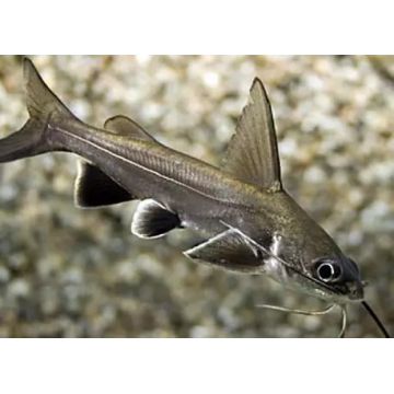  Ariopsis seemanni Poisson chat cuivre                         