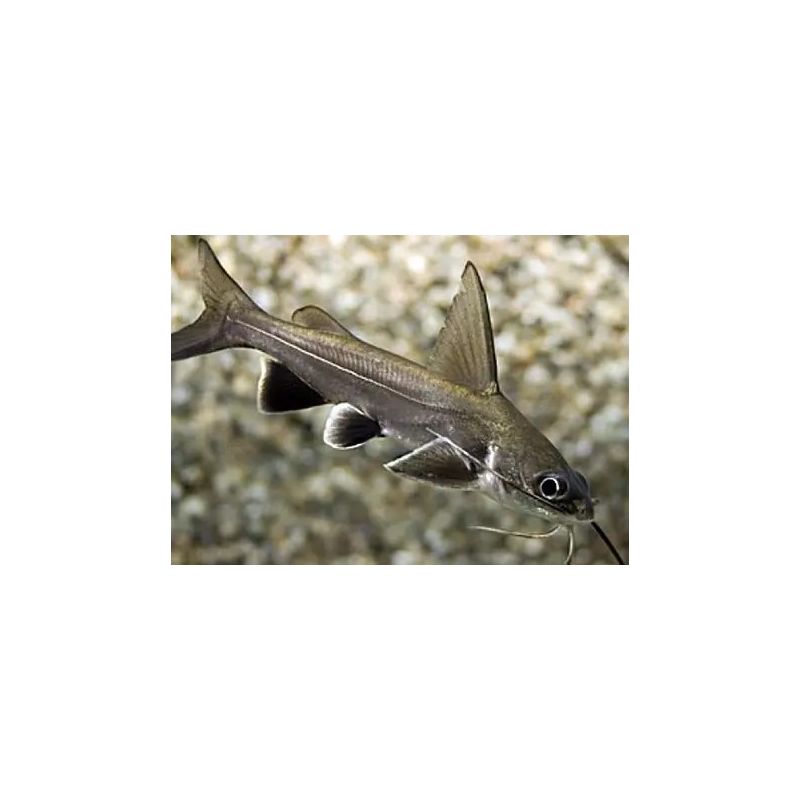Ariopsis seemanni Poisson chat cuivre Ariopsis seemanni Poisson chat cuivre