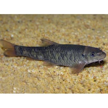 Garra rufa. Poisson-docteur per 3