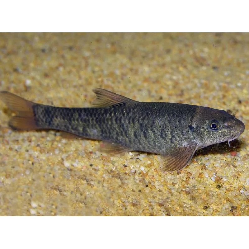 Garra rufa. Poisson-docteur per 3