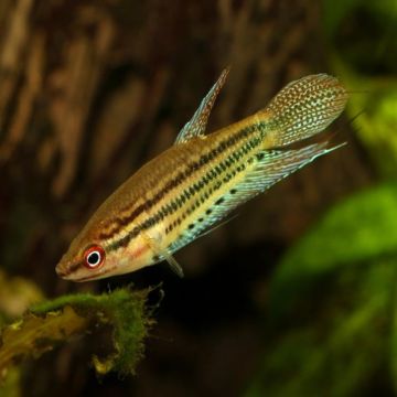 Trichopsis vittata