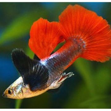 guppy dumbo silver redtail  lot de 2