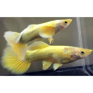 Guppy vrouwtje platinum gold