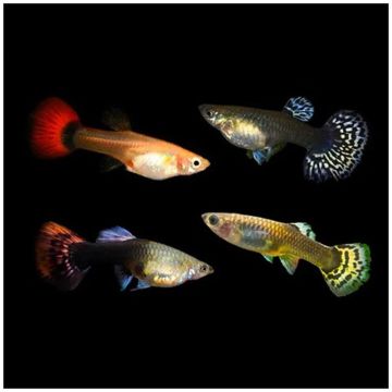 Guppys femelles assorties qualité premium (Poecillia reticulata) lot de 3 (4-5cm)