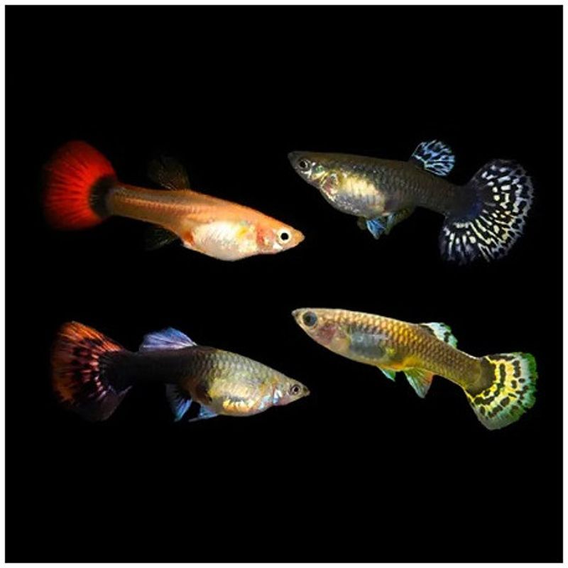 Guppys femelles assorties qualité premium (Poecillia reticulata) lot de 3 (4-5cm) Guppys femelles assorties qualité premium (Poecillia reticulata) lot de 3 (4-5cm)