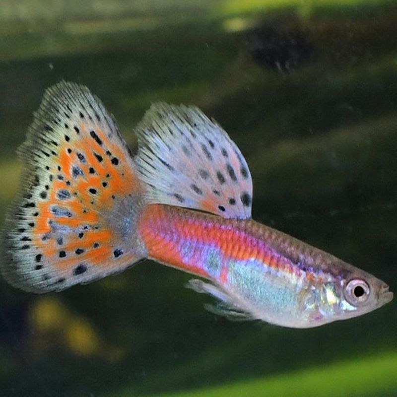 lot de 5 guppy grasstail pink mâles uniquement lot de 5 guppy grasstail pink mâles uniquement