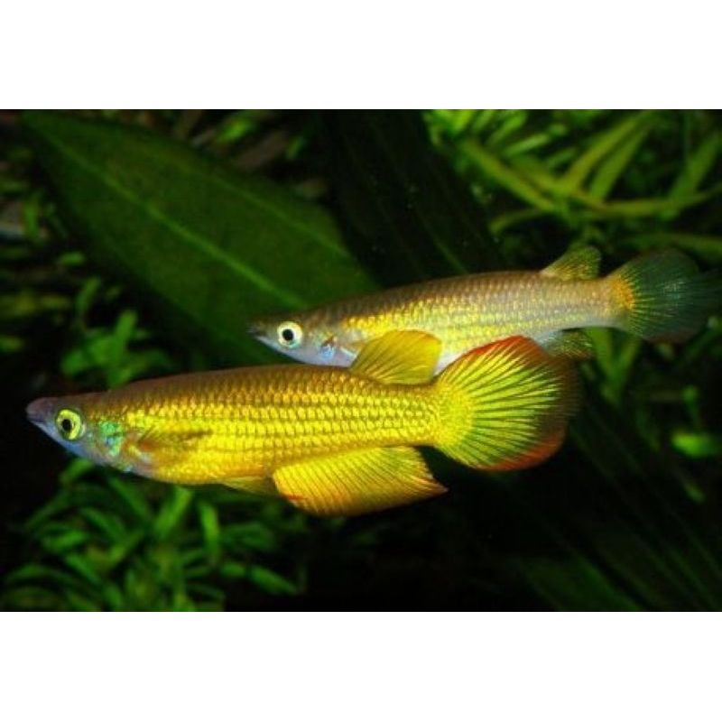 Aplocheilus Lineatus gold 5-6cm Aplocheilus Lineatus gold 5-6cm