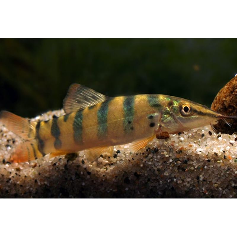 Syncrossus hymenophysa 10cm