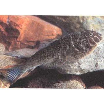 gastromyzon ornaticauda