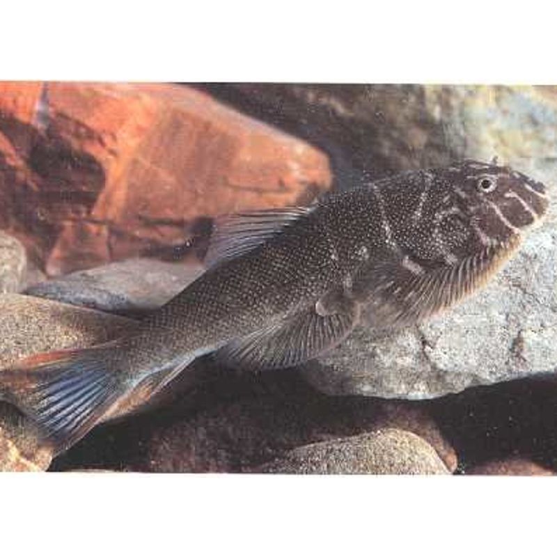 gastromyzon ornaticauda per 2