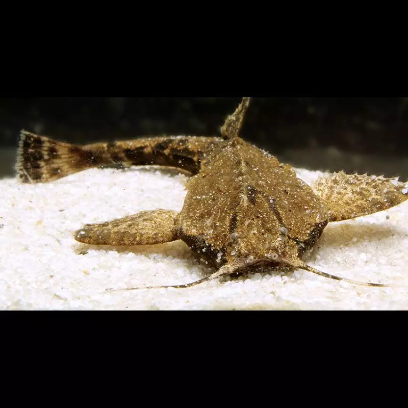 Bunocephalus Coracoideus - 