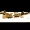 Bunocephalus Coracoideus - Poisson feuillePoisson Chat Banjo