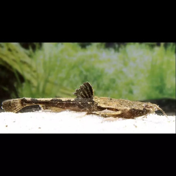 Bunocephalus Coracoideus - 