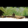 Bunocephalus Coracoideus - Poisson feuillePoisson Chat Banjo