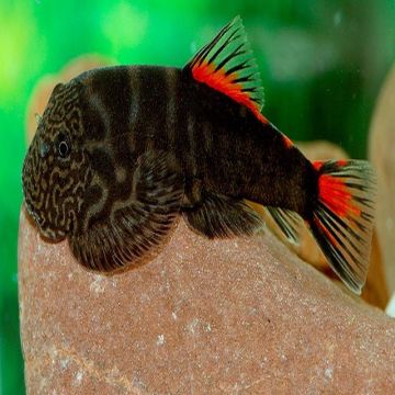Pseudogastromyzon sp red tail  NEW !!!!