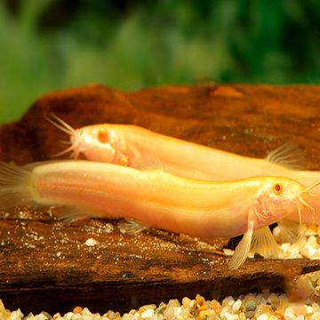 Misgurnus Anguillicaudatus Albinos - Barometers 8-10cm