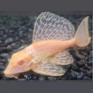 Pterygoplichthys Gibbiceps white - Pléco voilés white albino 8-10cm