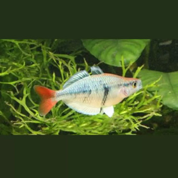 Melanotaenia Sp Kali Tawa 4-5cm