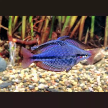 Melanotaenia Trifasciata "Rivière Cato" 4-5cm lot de 2